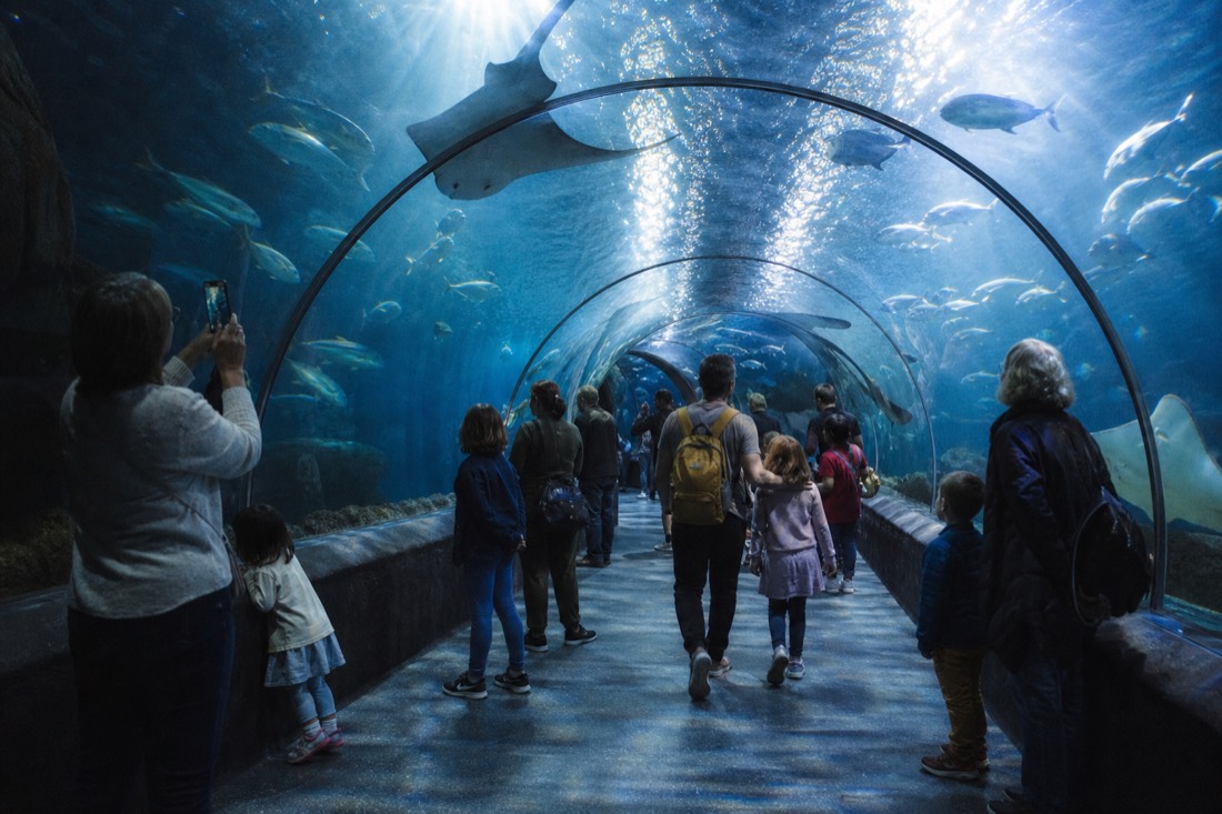 How much are SEA LIFE Brighton tickets? in Brighton